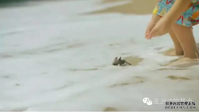 動物模型公司下架暢銷十年的虎鯨泡（pào）澡玩具，因(圖8)