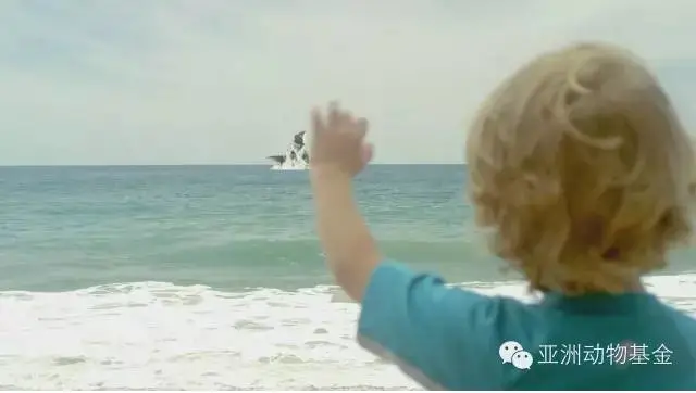 動物模（mó）型公司（sī）下架暢銷十年的虎鯨泡澡（zǎo）玩（wán）具，因(圖10)