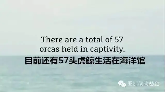 動物模型公司下架暢銷（xiāo）十（shí）年的虎鯨泡澡玩具，因(圖（tú）12)