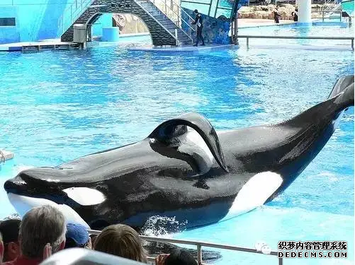 動（dòng）物模型公司下架暢銷十（shí）年的虎鯨泡澡玩具，因(圖14)